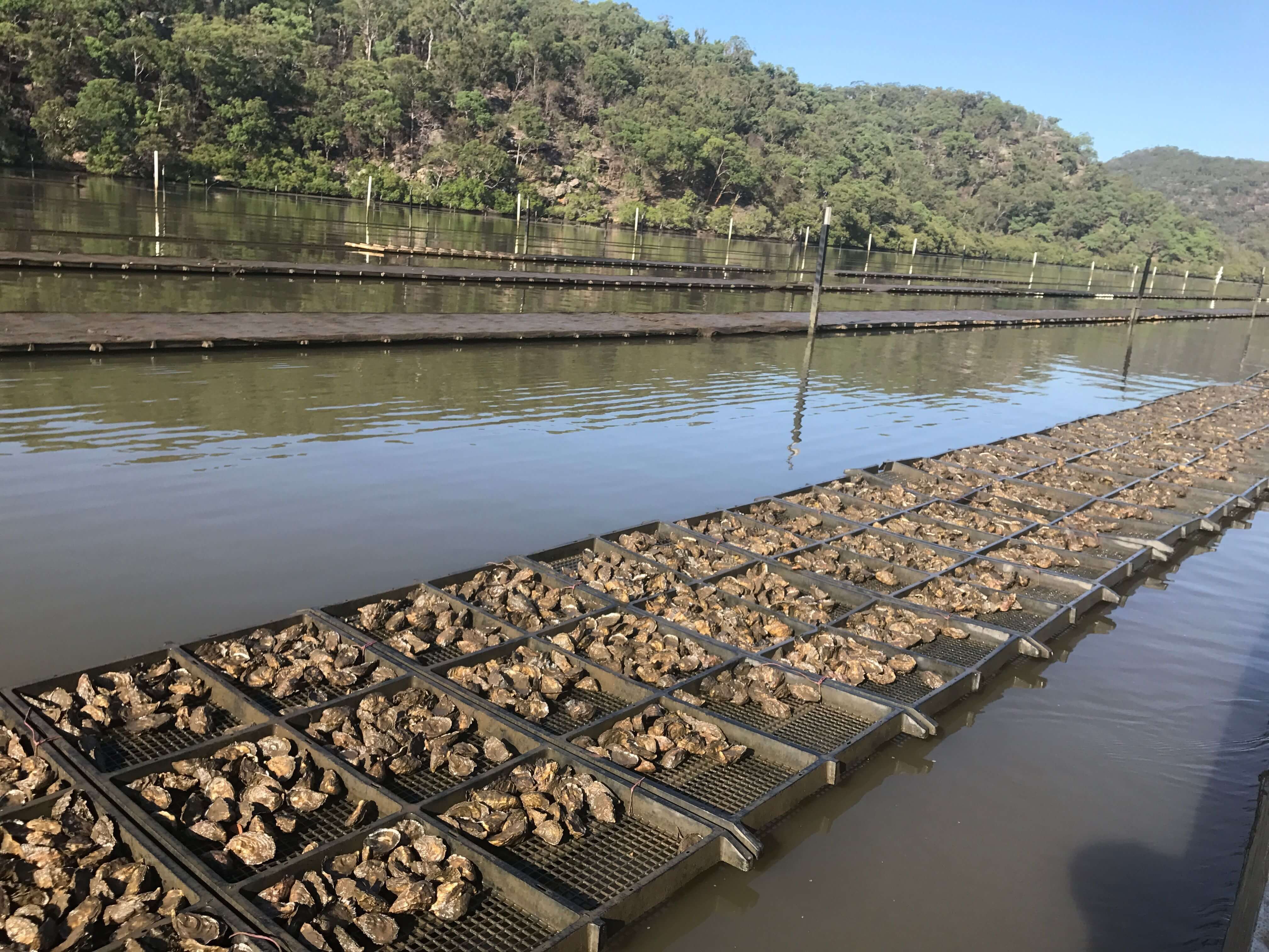 Sydney Oyster Farm Tours Mooney Mooney Things to do Love Central Coast